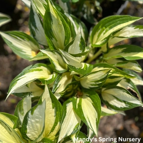 Loyalist Hosta | Hosta 'Loyalist' single layer plant shelf  