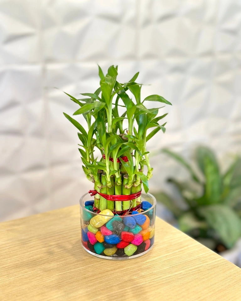 Lucky Bamboo 2 Layer Feng Shui Plant With Acrylic Pot and Stones