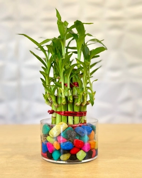 Lucky Bamboo 2 Layer Feng Shui Plant With Acrylic Pot and Stones medium flower pot  