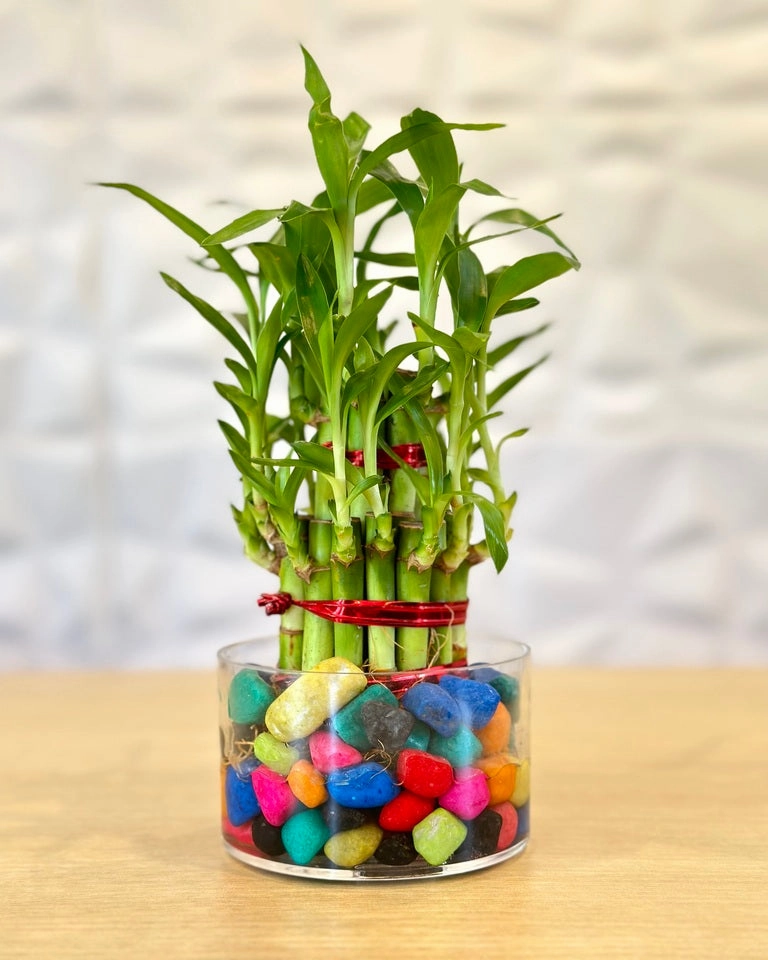 Lucky Bamboo 2 Layer Feng Shui Plant With Acrylic Pot and Stones medium flower pot  