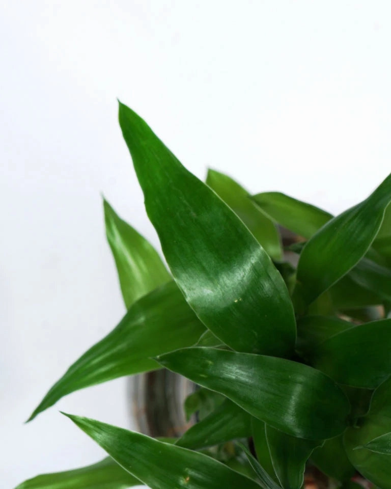 Lucky Bamboo 2 Layer Feng Shui Plant With Acrylic Pot and Stones
