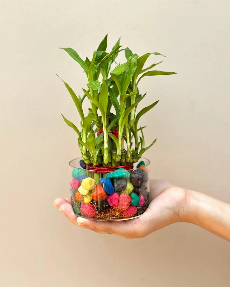 Lucky Bamboo 2 Layer Feng Shui Plant With Acrylic Pot and Stones
