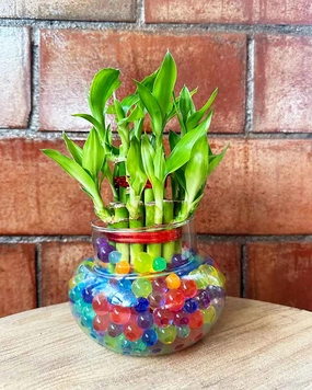 Lucky Bamboo in Round Glass Pot with Hydrogel Beads medium flower pot  