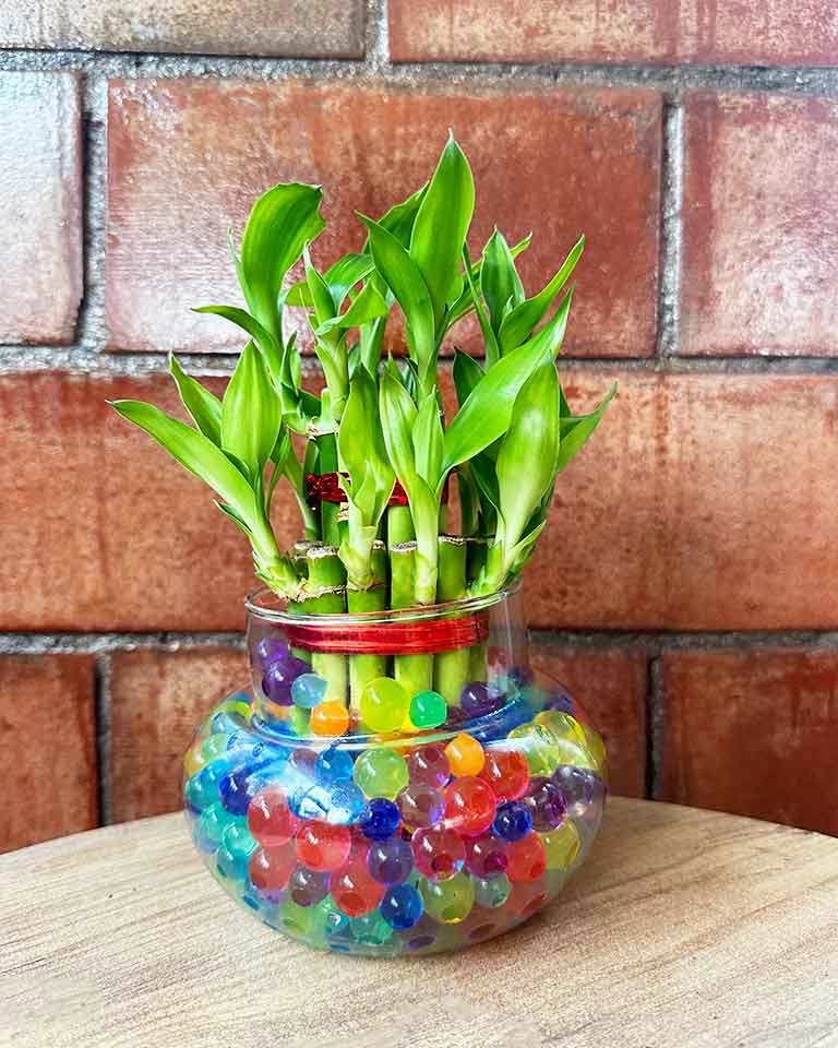 Lucky Bamboo in Round Glass Pot with Hydrogel Beads medium flower pot  