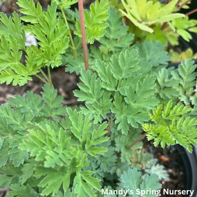 Luxuriant Fernleaf Bleeding Heart | Dicentra single layer plant shelf  