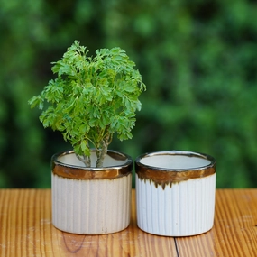 Luxury Gold-Rimmed Ceramic Planter hanging green plant  