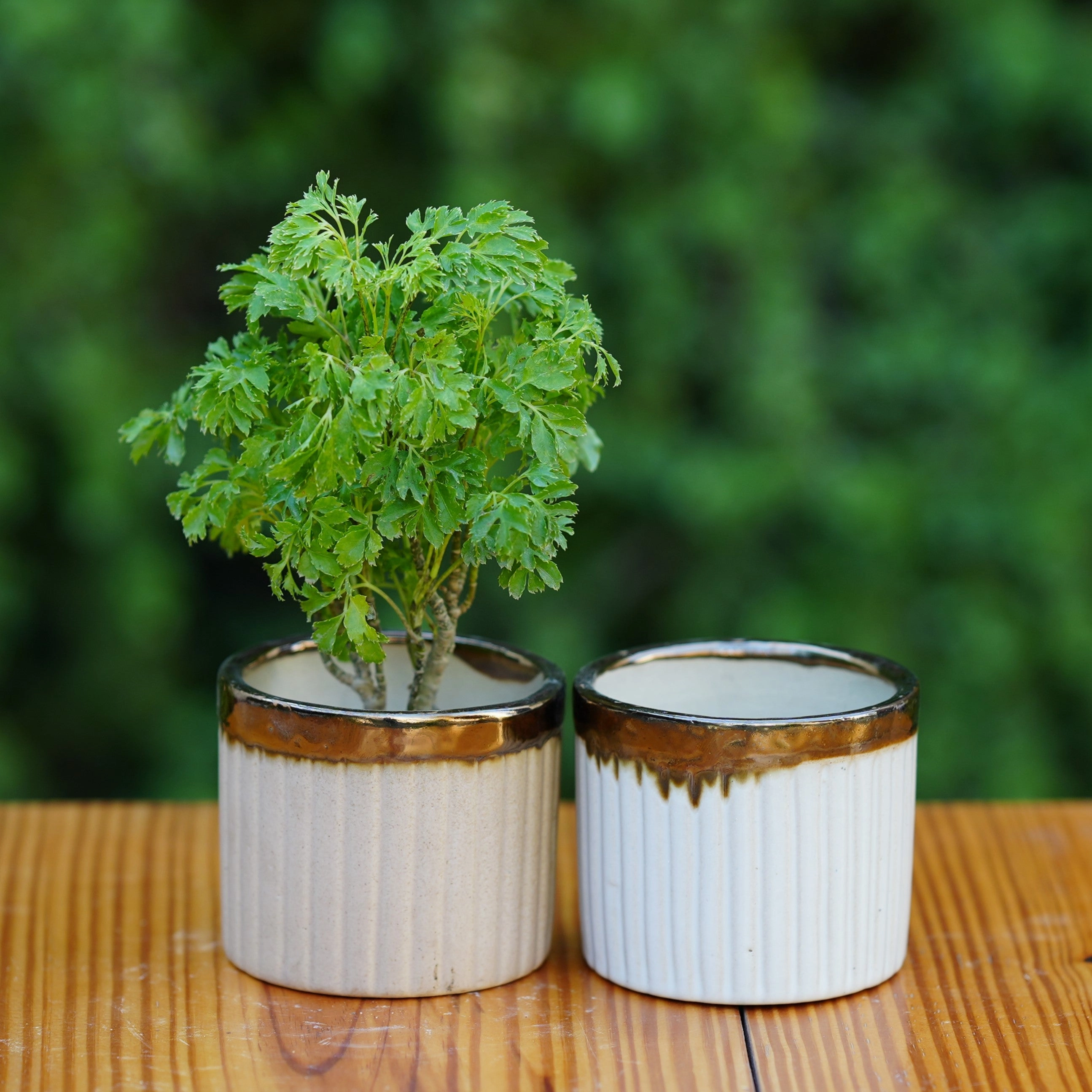 Luxury Gold-Rimmed Ceramic Planter hanging green plant  
