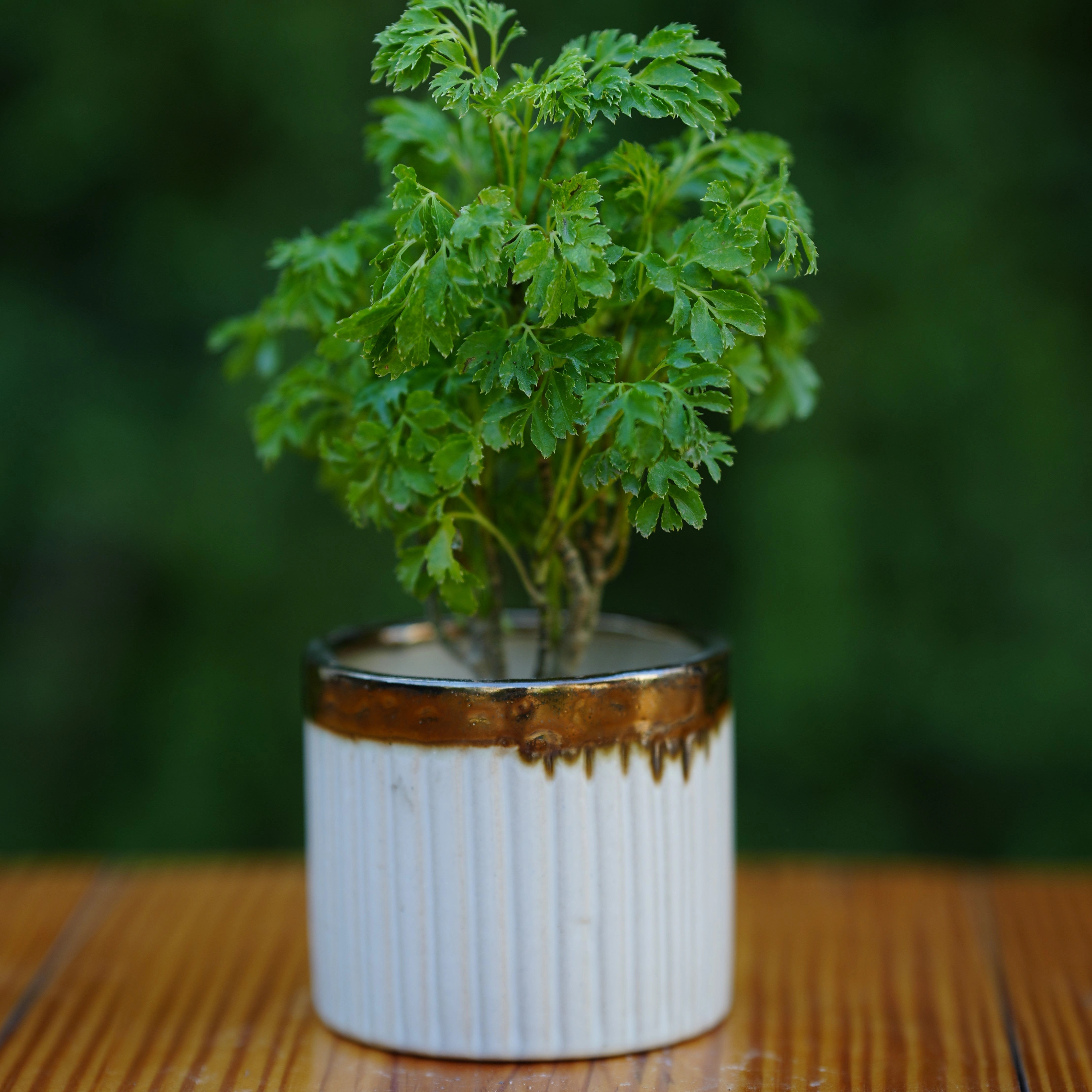 Luxury Gold-Rimmed Ceramic Planter