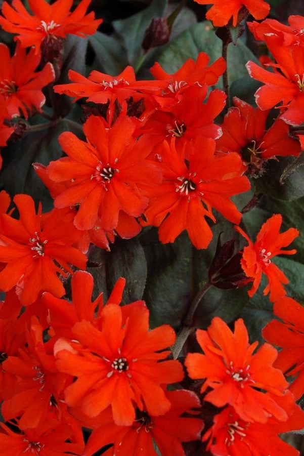 Lychnis arkwrightii 'Orange Gnome' #1