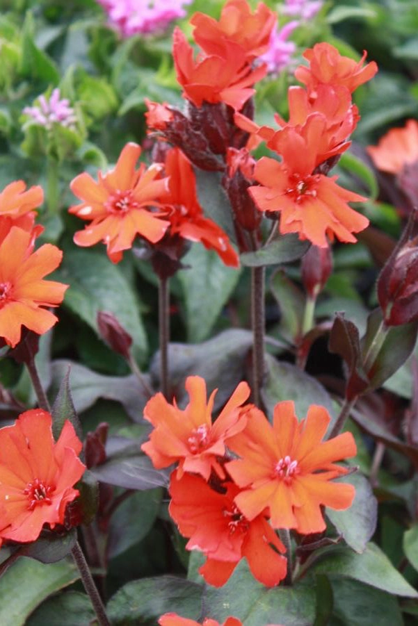 Lychnis arkwrightii 'Orange Gnome' #1