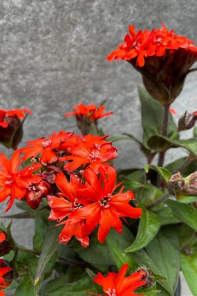 Lychnis arkwrightii 'Orange Gnome' #1 decorative flowerpot  