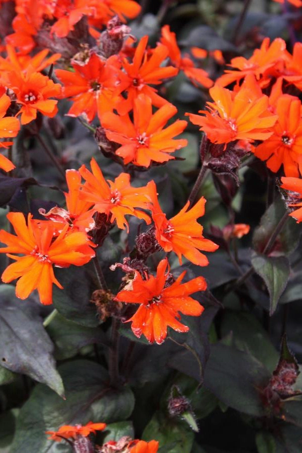 Lychnis arkwrightii 'Orange Gnome' #1