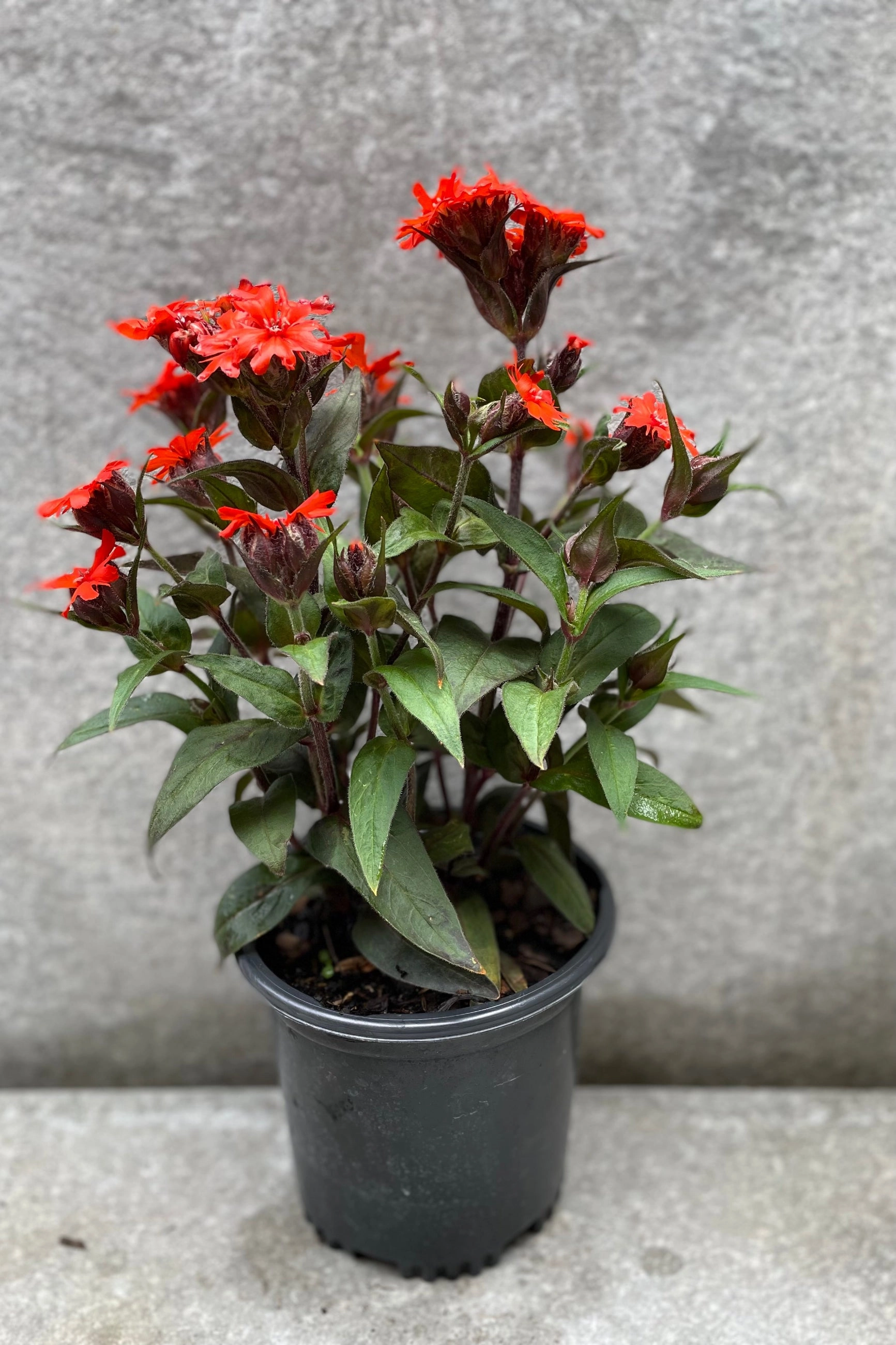 Lychnis arkwrightii 'Orange Gnome' #1