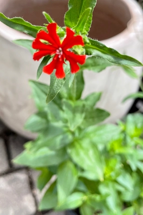 Lychnis chalcedonica #1 decorative flowerpot  