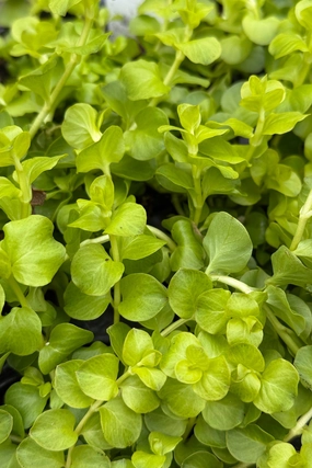 Lysimachia (assorted) 4.5" decorative flowerpot  