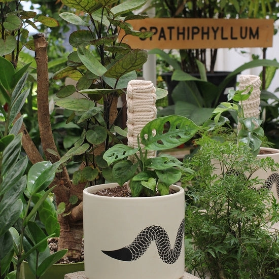 Macrame Plant Pole - 12 Inch