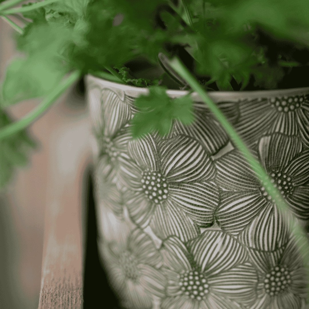 Maeve Pot Green plant seeds  