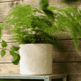 Maeve Pot White plant seeds  