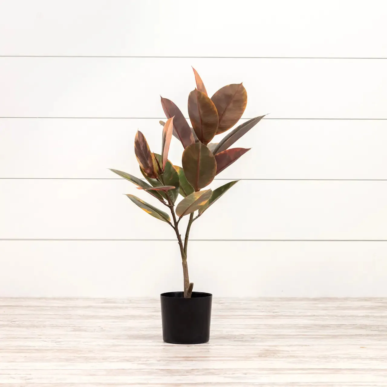 Magnolia Leaf Tree
