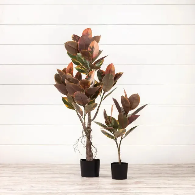 Magnolia Leaf Tree