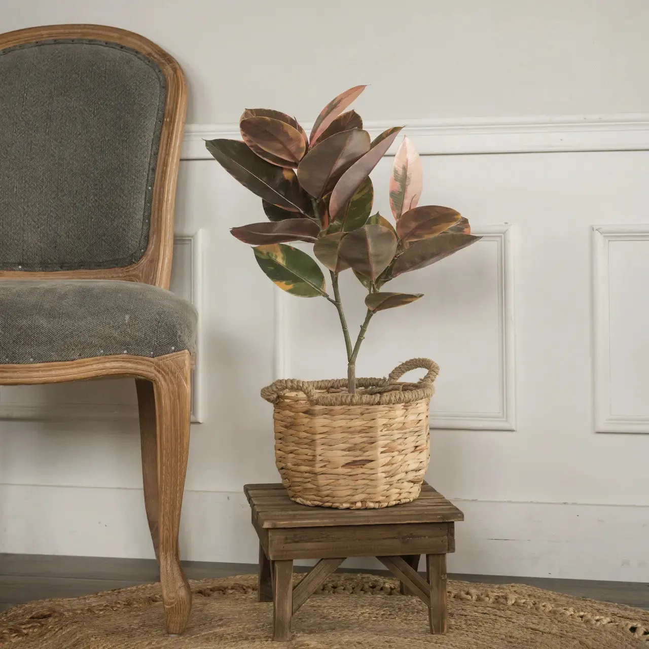 Magnolia Leaf Tree