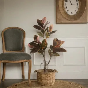 Magnolia Leaf Tree dried flowers  