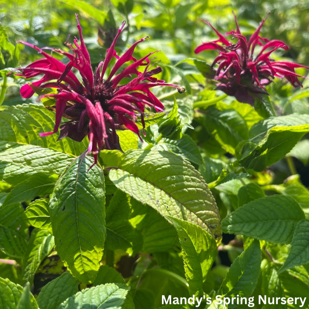 Mahogany Bee Balm | Monarda traditional flower vase  