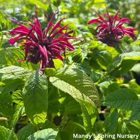 Mahogany Bee Balm | Monarda traditional flower vase  
