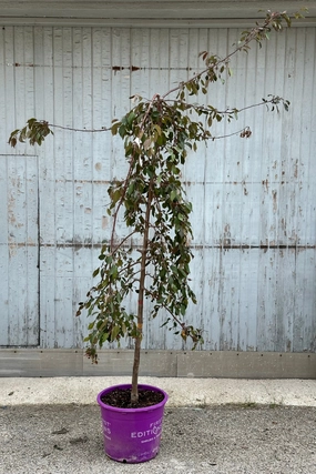 Malus 'Ruby Tears' #7 decorative flowerpot  