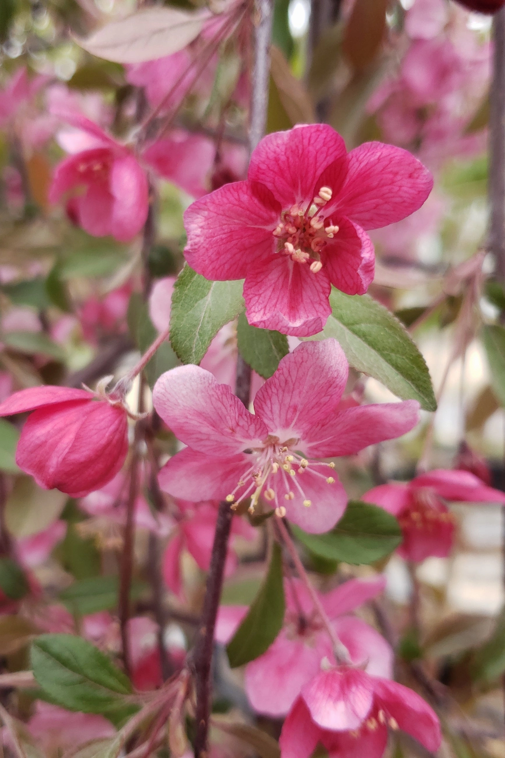 Malus 'Ruby Tears' #7
