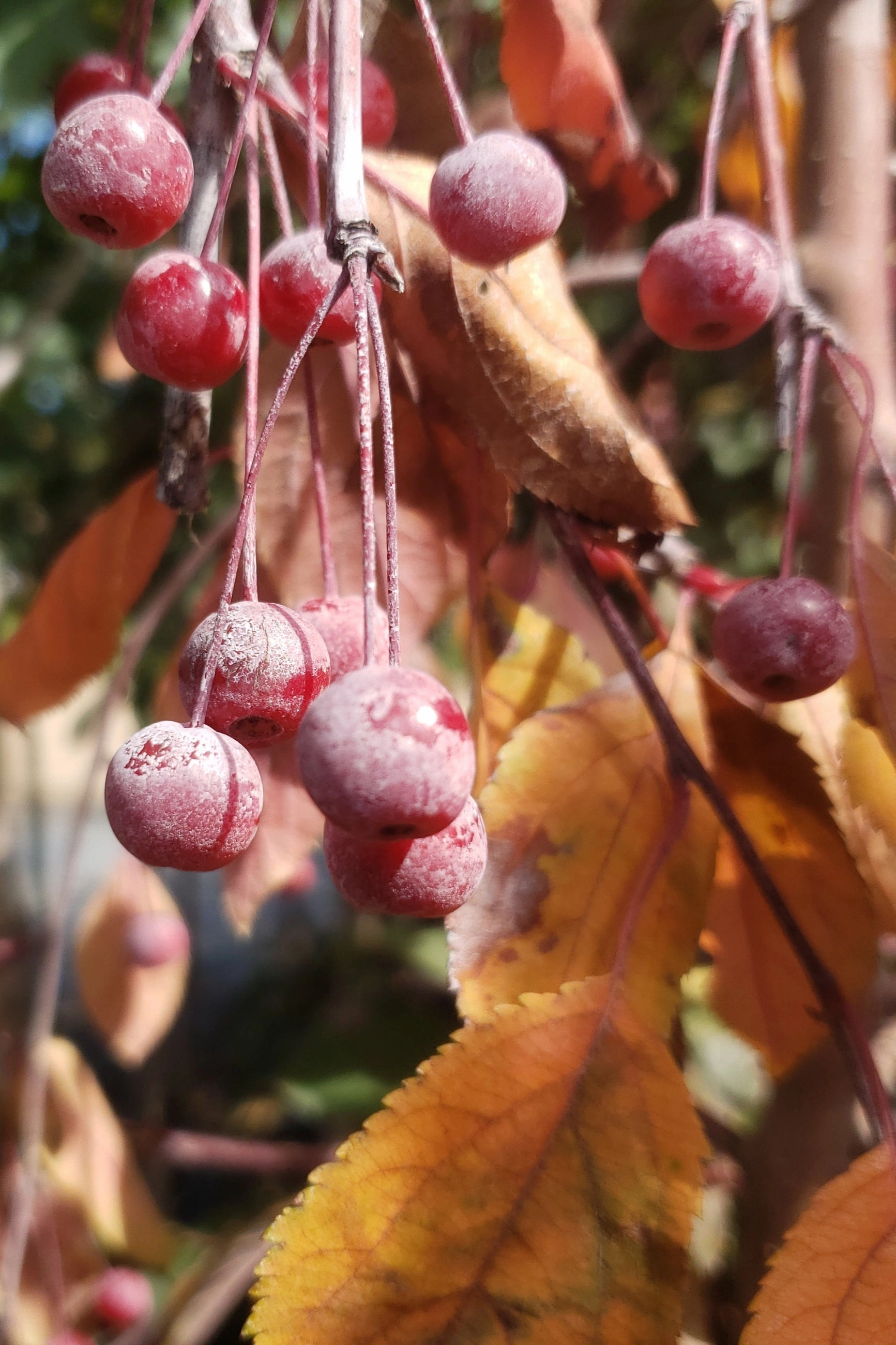 Malus 'Ruby Tears' #7