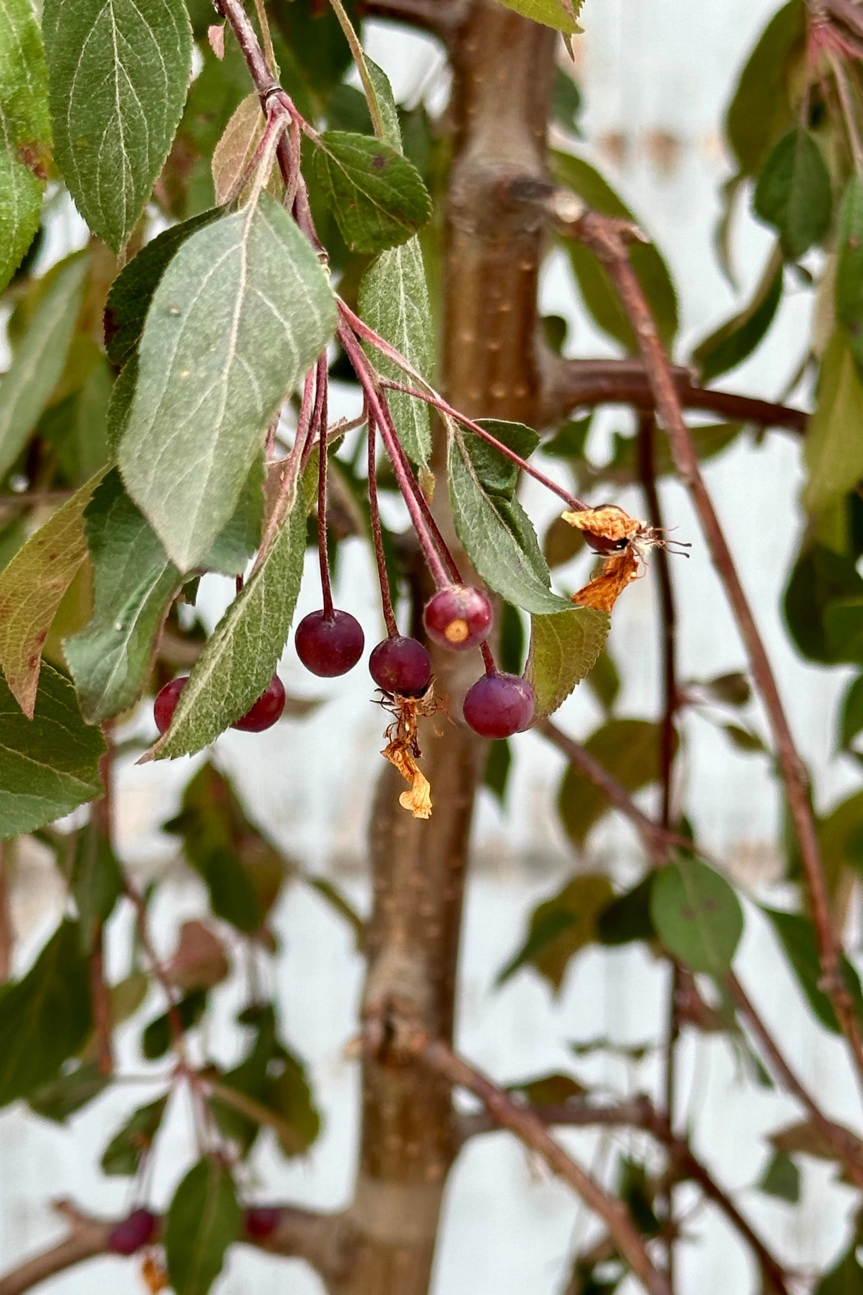 Malus 'Ruby Tears' #7