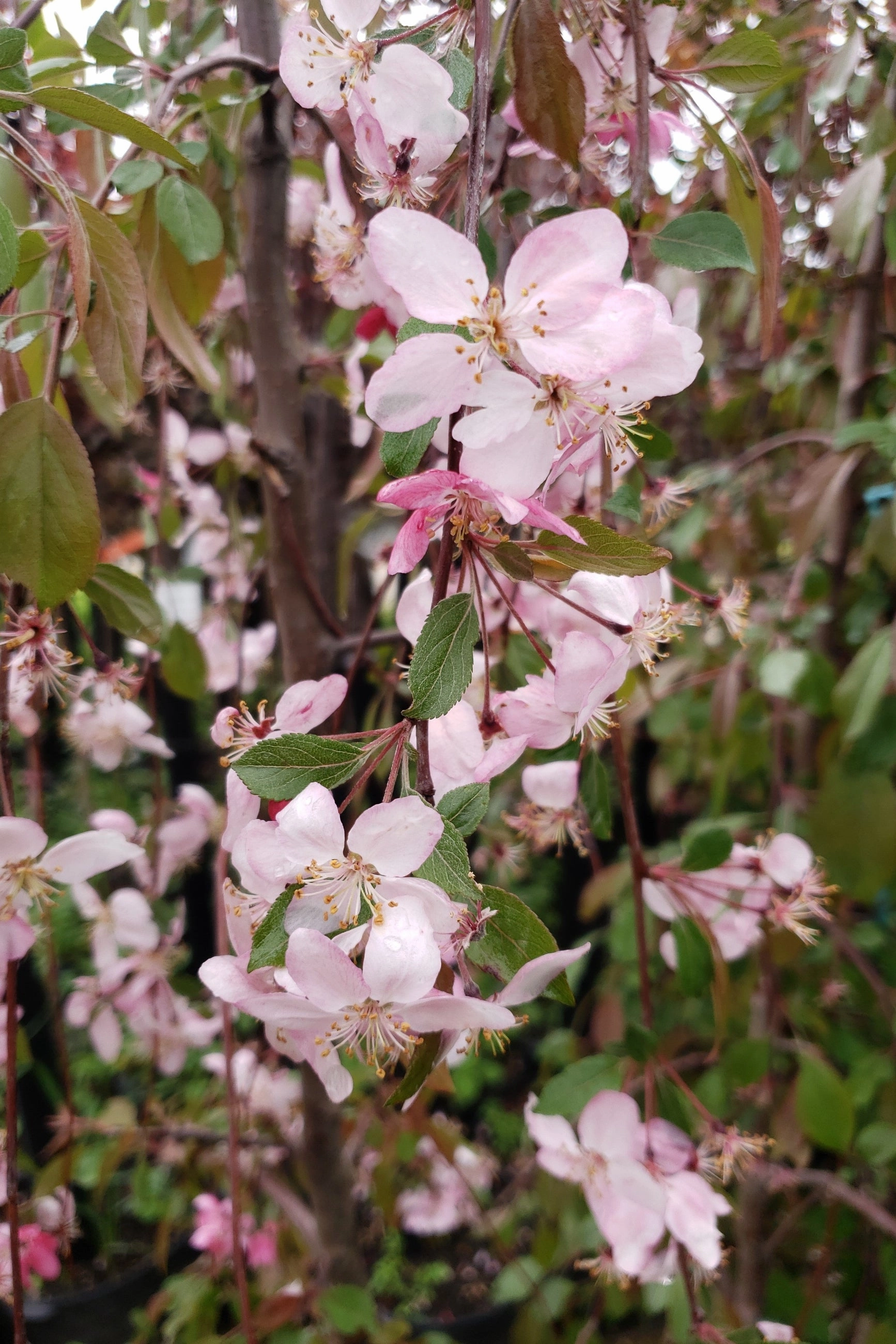 Malus 'Ruby Tears' #7