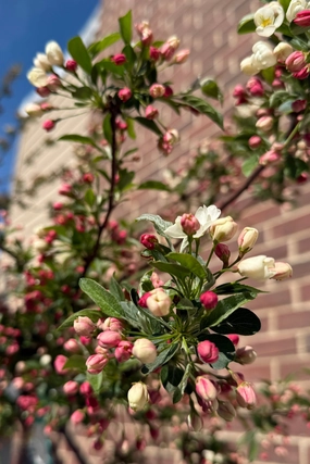 Malus s. 'Tina' #10 decorative flowerpot  