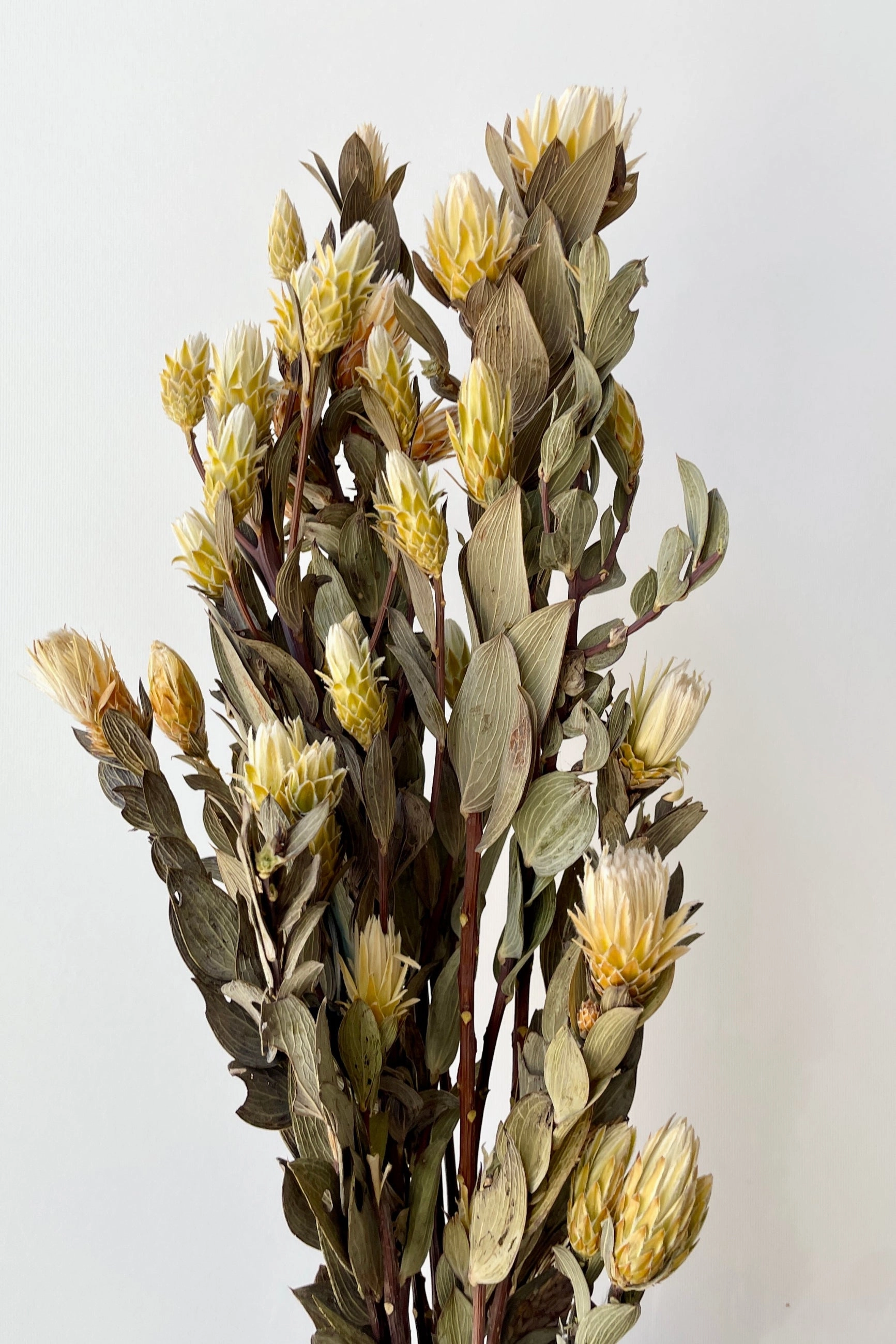 Maracumba Natural Preserved Bunch indoor houseplants  