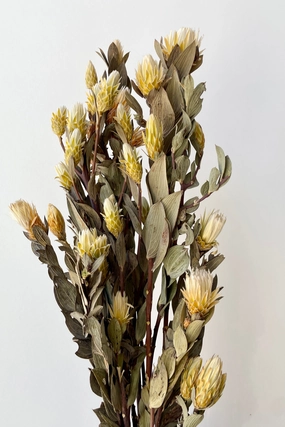 Maracumba Natural Preserved Bunch indoor houseplants  