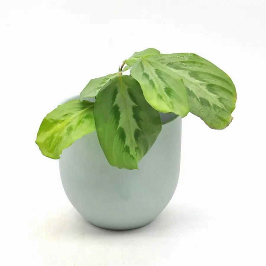 Maranta Bicolour large flower pot  