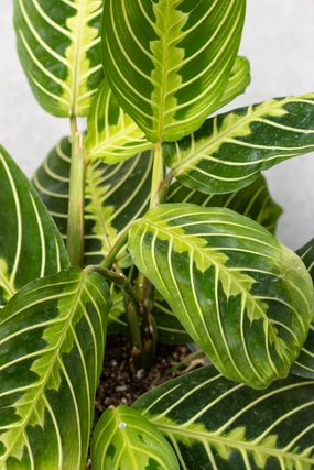 Maranta leuconeura 'Lemon Lime' 6" medium flower pot  