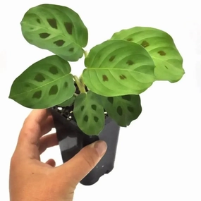 Maranta leuconeura var. kerchoveana large flower pot  