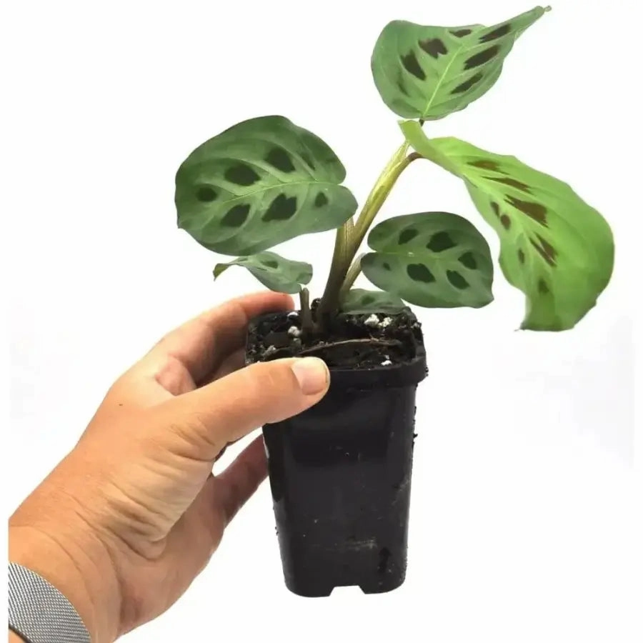 Maranta leuconeura var. kerchoveana