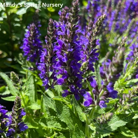 Marcus Salvia | Salvia nemorosa traditional flower vase  