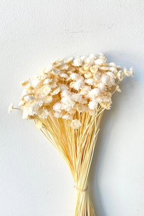 Margaret Bleached Pastel Preserved Bunch indoor houseplants  