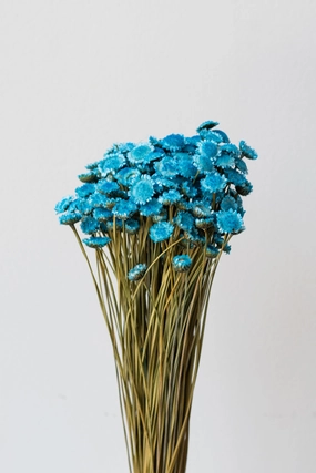 Margaret Indigo Blue Color Preserved Bunch indoor houseplants  