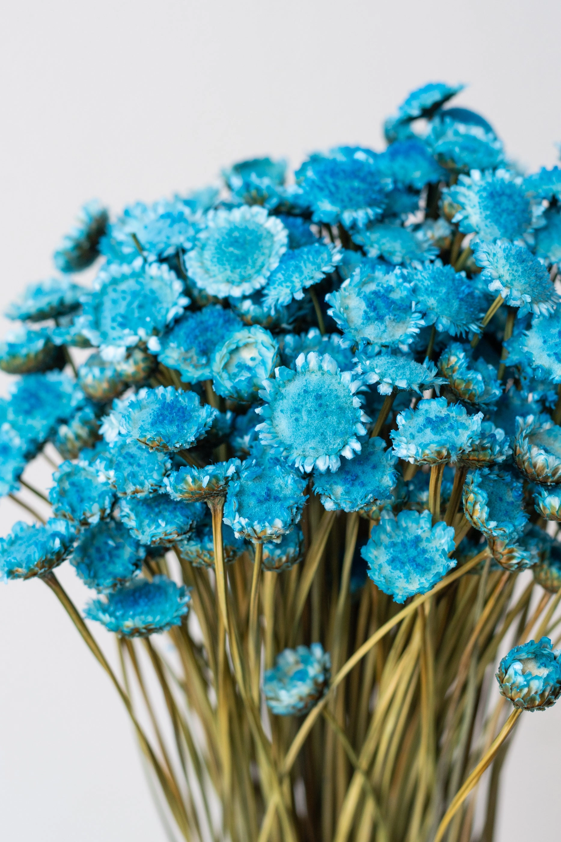 Margaret Indigo Blue Color Preserved Bunch