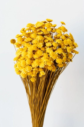 Margaret Yellow Color Preserved Bunch indoor houseplants  