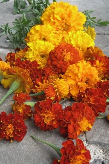 Marigold Medley Seeds Art Pack