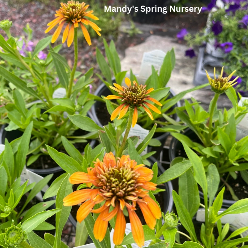 Marmalade Coneflower | Echinacea x hybrida