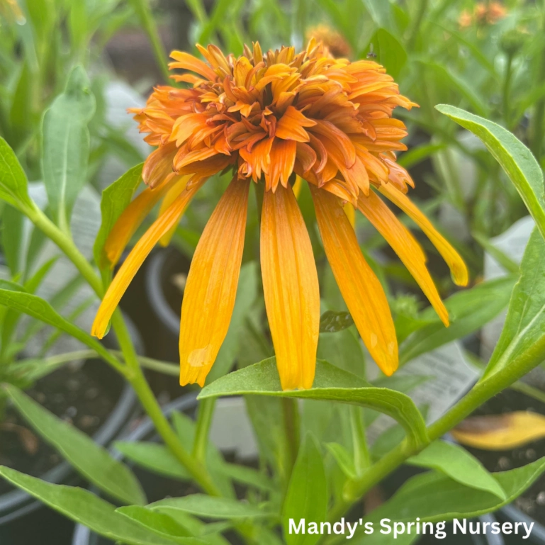Marmalade Coneflower | Echinacea x hybrida
