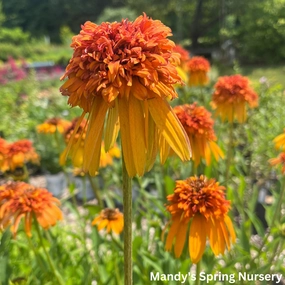 Marmalade Coneflower | Echinacea x hybrida traditional flower vase  