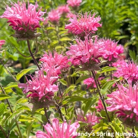 Marshall's Delight Bee Balm | Monarda didyma traditional flower vase  